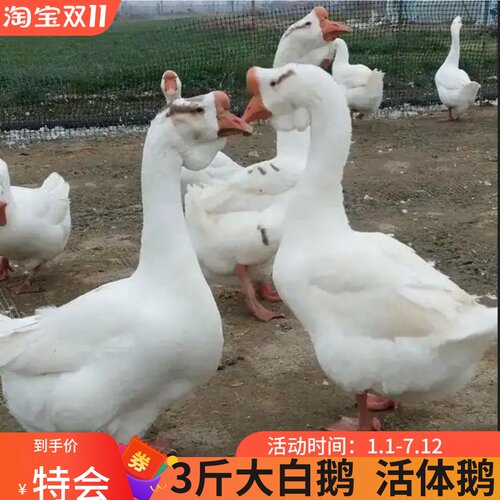 2斤大种白鹅苗3斤正宗产蛋鹅苗四季鹅苗三花鹅苗五龙鹅苗二斤鹅