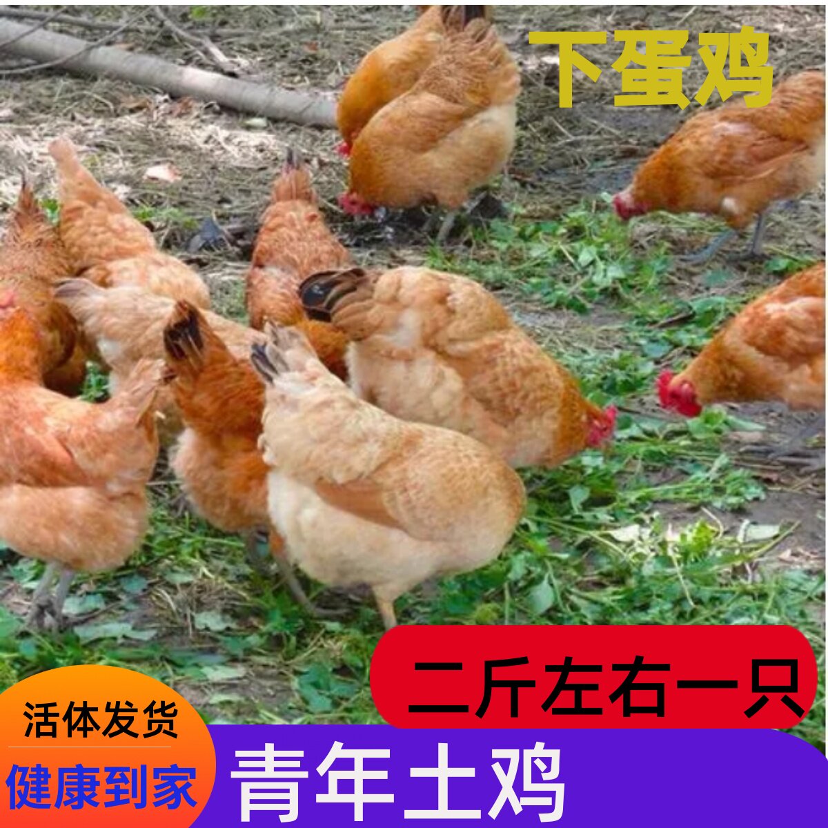 二斤苏禽土鸡成年鸡下蛋鸡生蛋鸡宠物鸡