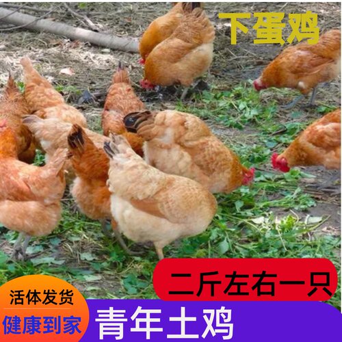 二斤苏禽土鸡成年鸡下蛋鸡生蛋鸡活体活鸡黄毛鸡宠物鸡散养土鸡