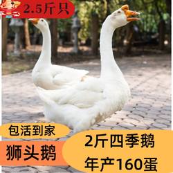 特大活鹅2斤大白鹅三花鹅产蛋鹅五龙鹅四季鹅皖西白鹅浙3斤狮头鹅