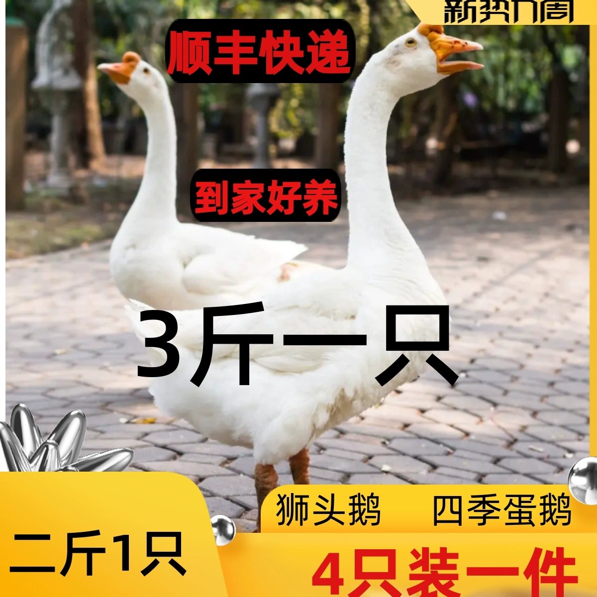 狮头鹅特大活体2斤大白鹅三花鹅宠物鸭