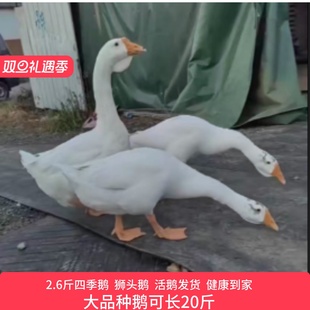 2斤正宗白鹅苗大种三花鹅苗产蛋鹅苗四季鹅苗好养鹅二斤鹅苗3斤鹅