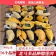 北马榴 小品种榴莲肉冷冻五指果金凤榴莲猫山王榴莲等 树熟液氮