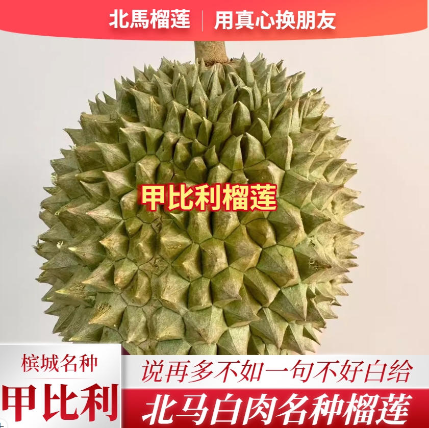 北马榴[液氮]网红甲比利榴莲或柔佛白玉珍珠榴莲口感丝滑质感好