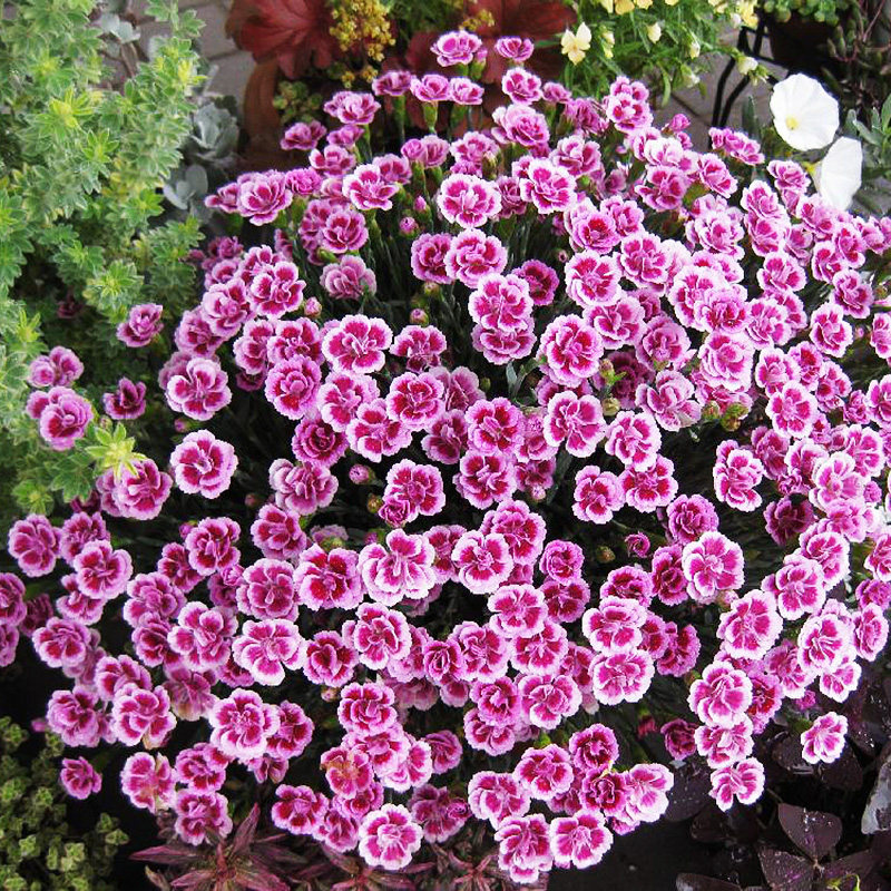 新红石竹初吻g盆栽带花 阳台室外观花植物冬季耐寒花卉花期长