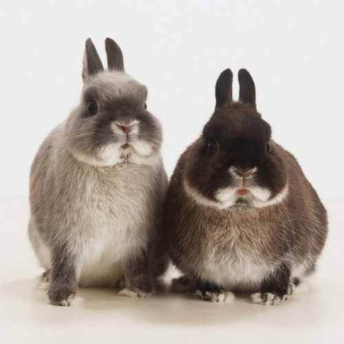 小兔子活质量怎么样 小兔子活口碑怎么样 小麦优选