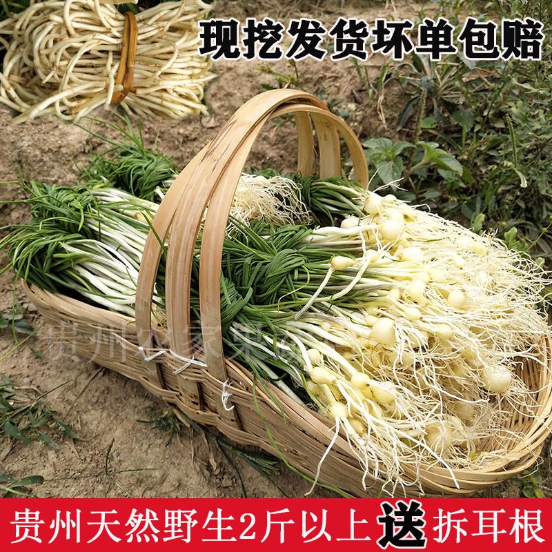 贵州特产新鲜野葱现挖野菜小根苦蒜野生蒜野蒜团蒜买2斤送折耳根