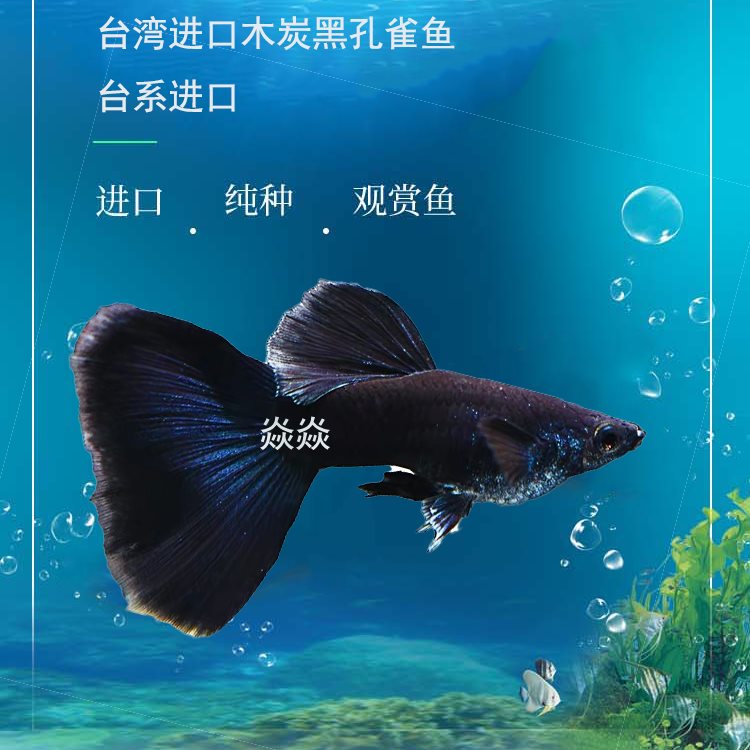 台湾进口木炭黑孔雀鱼精品稀有淡水小型热带观赏鱼凤尾鱼t热销活