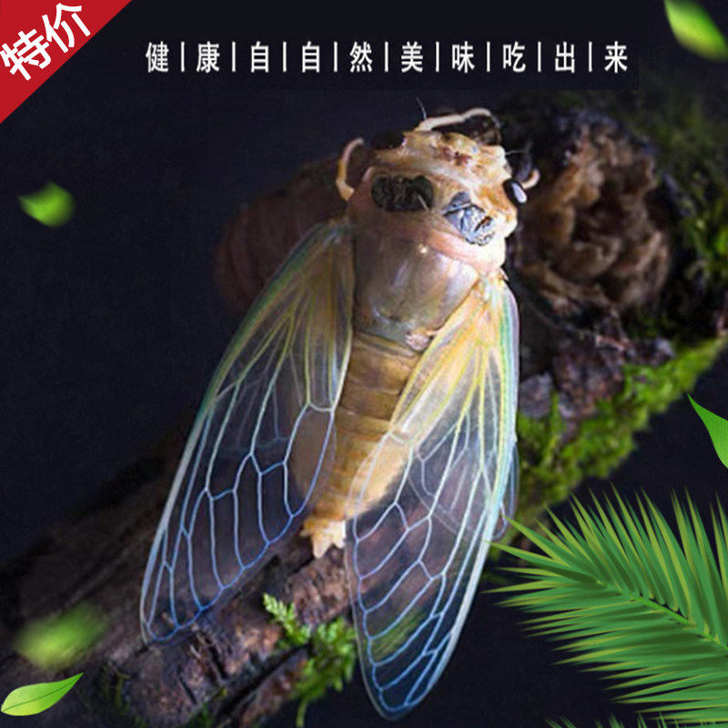 2026新品山东特产大个蜕皮脱壳白金蝉知了唐僧肉节流鬼100只顺丰
