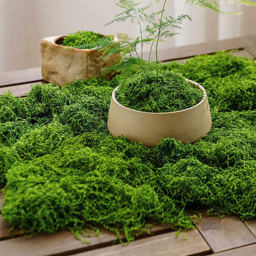 微景观花盆造景仿真苔藓