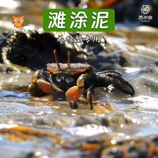 鱼缸辣椒蟹生态泥谭氏观赏蟹打洞泥滩涂泥泥蟹微景观造景用品河泥