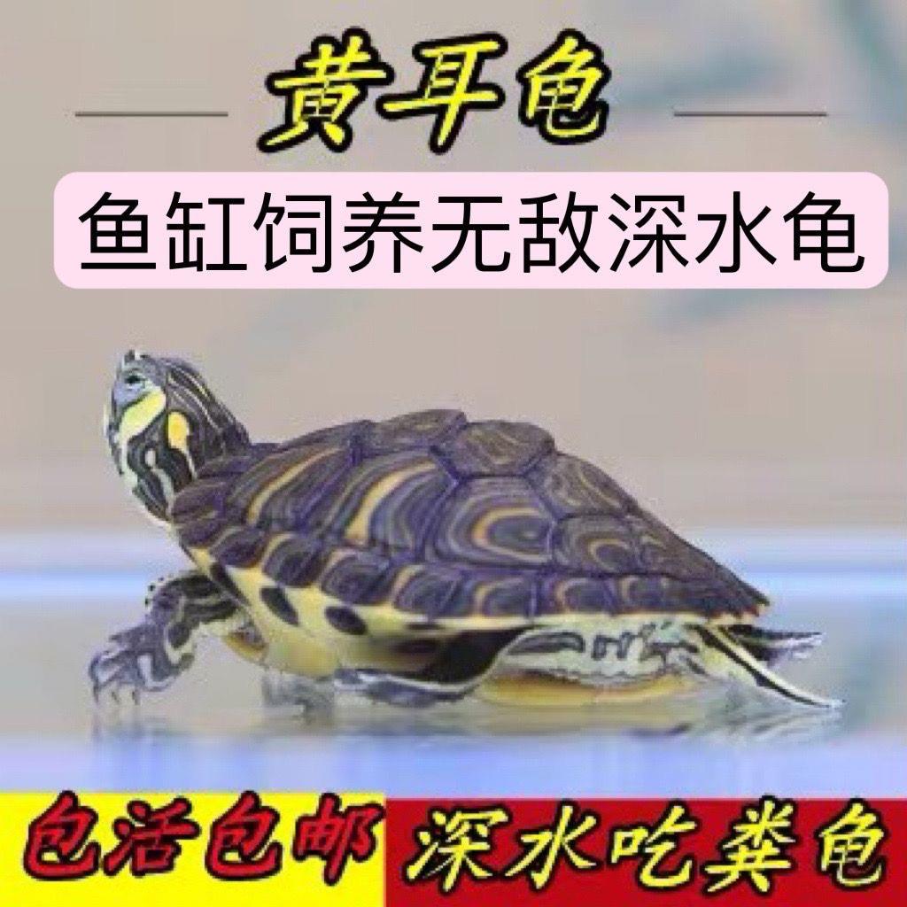 家养黄耳深水乌龟活物冷