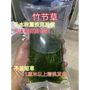 竹节草印度小竹节水草植物鱼缸水族箱造景水榕蜈蚣草绿菊活体真草