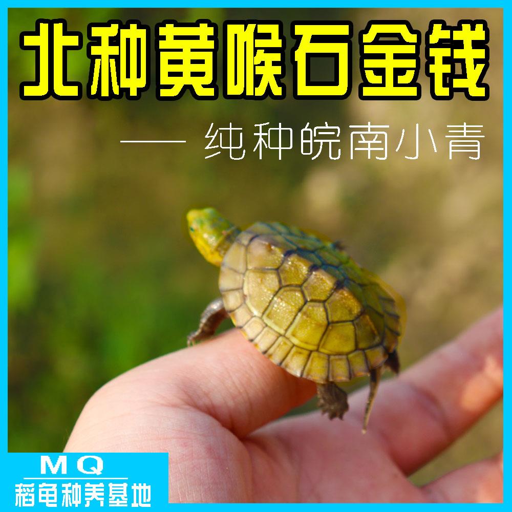 纯种北种黄喉拟水龟石金钱龟小青龟头苗皖南石活体缘深水招财活物