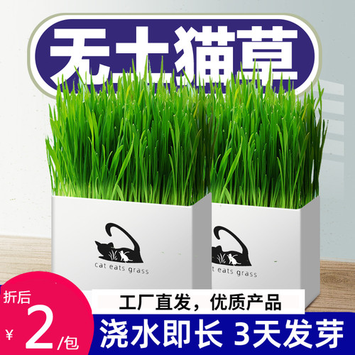 第三代无土培育猫草排毛肠胃蠕动