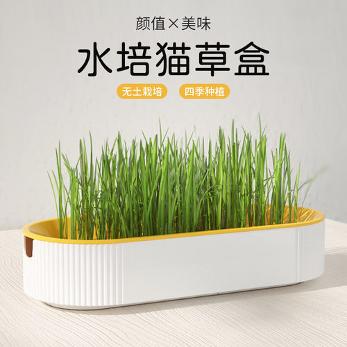 简派猫草盒子无土培育猫草