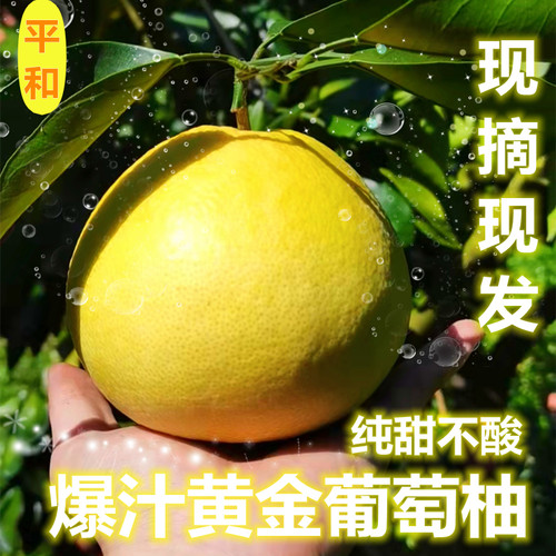 葡萄柚福建黄金新鲜胡柚爆汁柚子当季水果整箱蜂蜜黄肉西蜜柚包邮