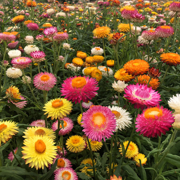 麦秆菊种子混色腊菊干花菊花籽景观绿化盆栽花卉阳台园艺切花观花