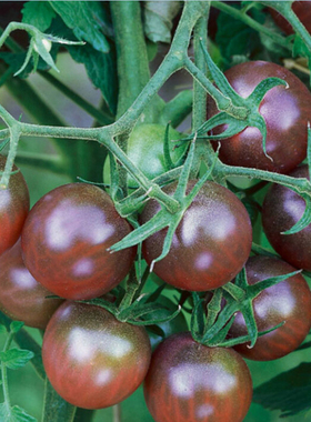 紫美人番茄种子30粒紫色西红柿庭院室内外阳台盆栽易活易种春播