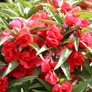 重瓣茶花凤仙红色种子多年生四季播种开花室内庭院指甲花卉种籽孑