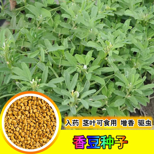 香豆种子 中华香草香囊草种子东北端午做香包用 2021新款种籽