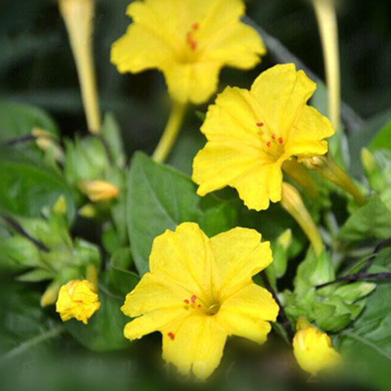 紫茉莉黄色种子驱蚊花草地雷花种胭脂花阳台庭院易种盆栽花种籽孑