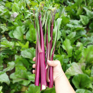 红菜苔种子3克广东紫菜心高产早熟菜薹蔬菜种籽田园盆栽春秋季播
