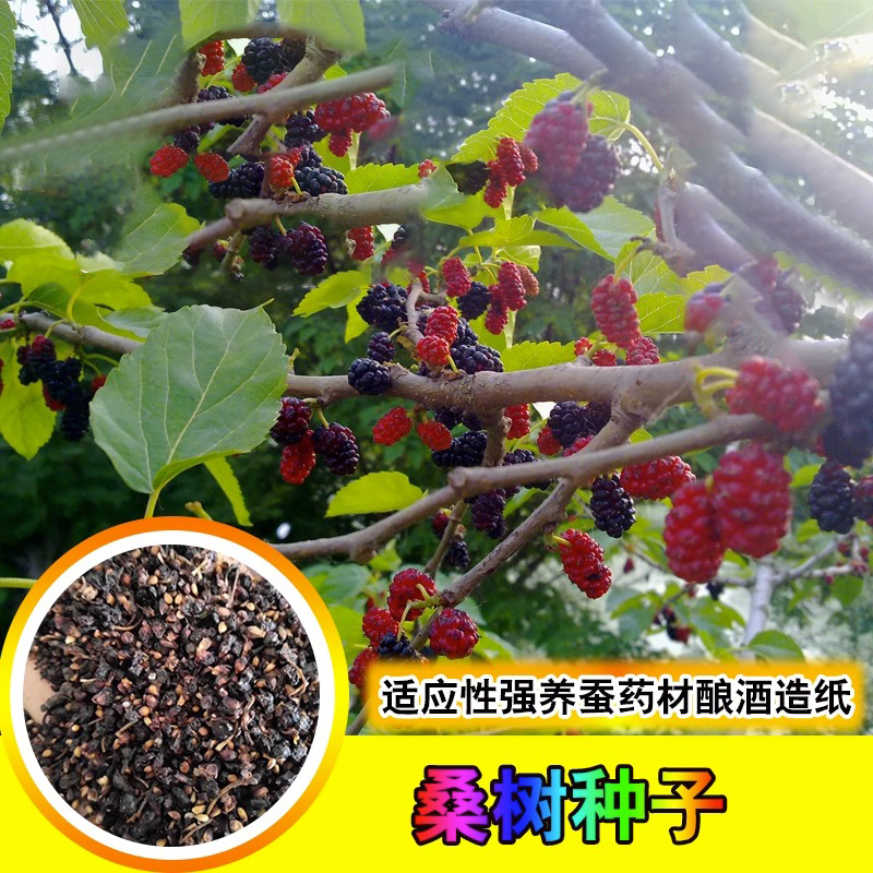 桑树种子大叶养蚕饲料四季