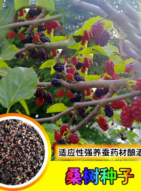 桑树种子大叶养蚕饲料四季