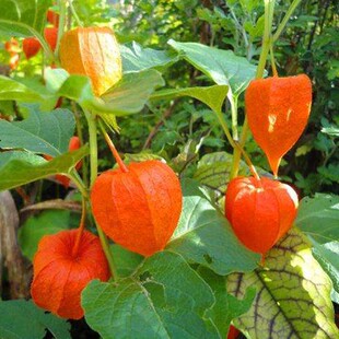 东北大果紫姑娘果种籽红菇娘果种子超甜灯笼果黄姑娘果阳台水果孑