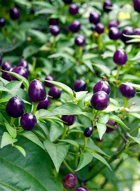 迷你紫色辣椒种子20粒紫水晶食用观赏椒种籽田园室外阳台盆栽春播