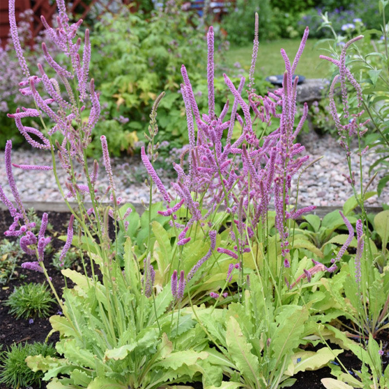 情人草种子200粒苏沃补血草籽可切花花坛阳台室外盆栽耐寒春秋播