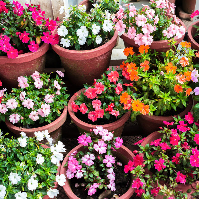 非洲凤仙种子单瓣玻璃翠沃勒苏丹凤仙花籽长花期室外阳台盆栽春播