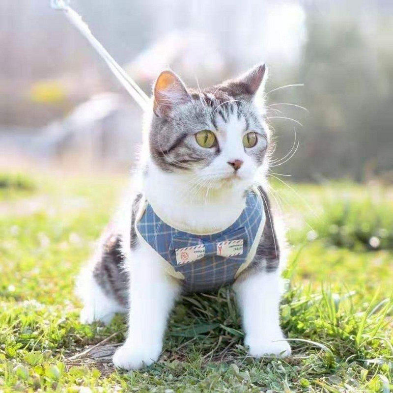 猫咪牵引绳溜猫背带链子绳子防挣脱拴猫绳背心式外出遛猫