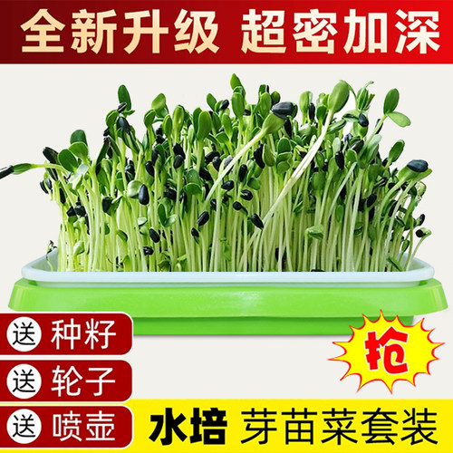 盆穴盘芽苗菜哈大人保温保湿四季