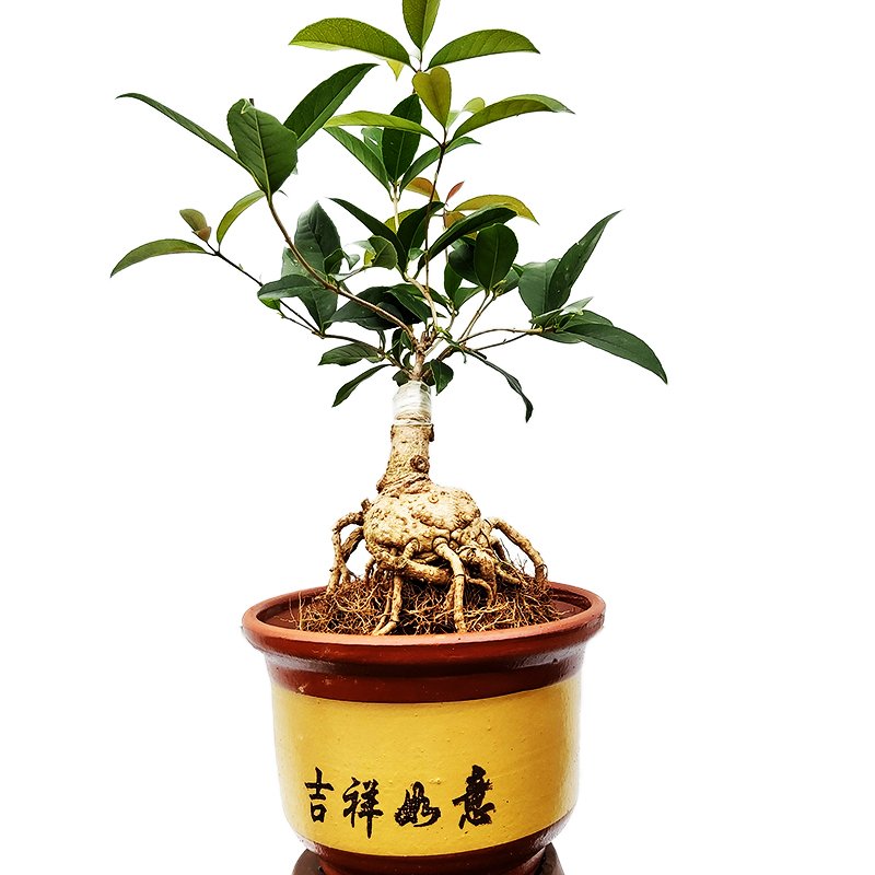 桂花树苗盆景盆栽矮霸矮株老桩嫁接四季日香桂浓香型