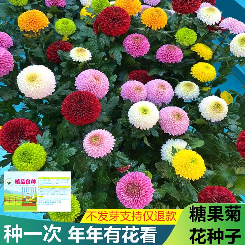 糖果菊花种子一年四季开花七彩乒乓菊花种子易爆盆易活乒乓球菊籽