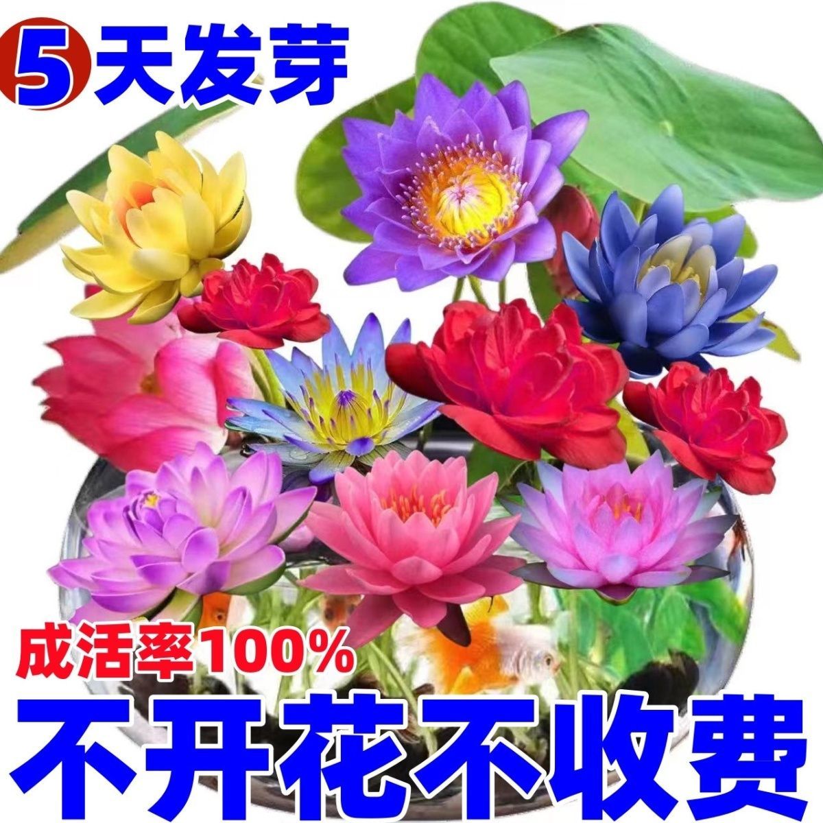 【7天发芽】碗莲种四季开花水培水养绿植碗莲七彩五颜六色