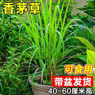 香茅草苗盆栽新香料柠檬草可食用香草驱蚊植物室鲜内客厅阳台绿植