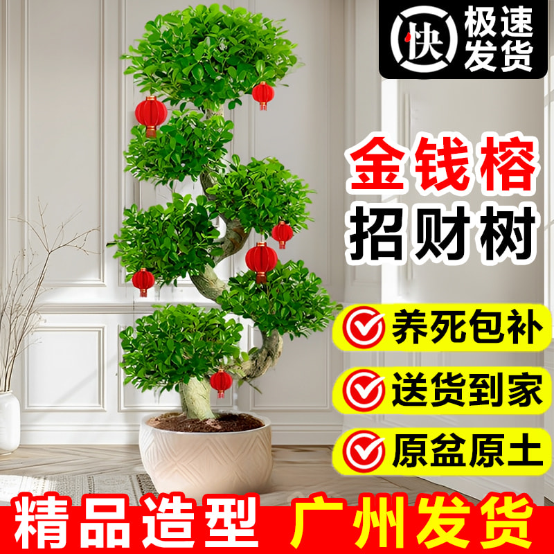 金钱榕大盆栽室内旺宅植物摇钱榕树客厅办公室大型绿植招财金钱树