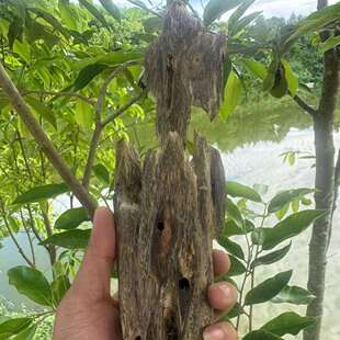 奇楠虫漏沉香化州市平定镇结香产地供应车珠料熏香料桌面摆件香韵