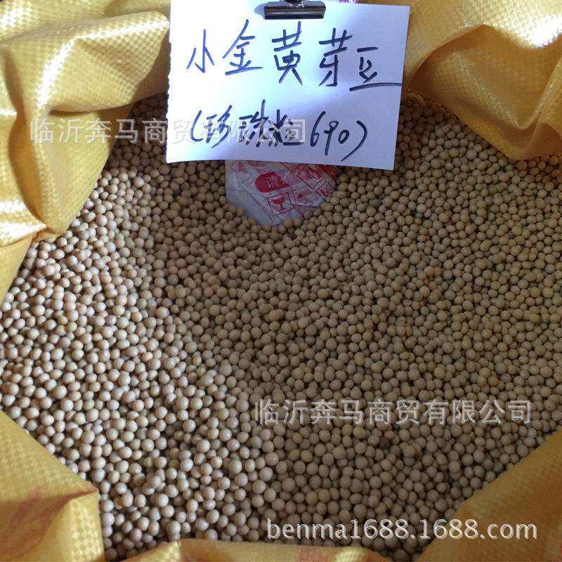 小金黄整包小黄豆芽苗菜芽苗菜珍珠粒芽豆纳豆