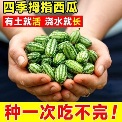 薄皮蔬菜种子拇指西瓜四季