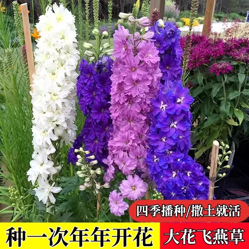 大花飞燕草花种子四季春播种庭院花园室外花卉鸽子花翠雀花草种籽