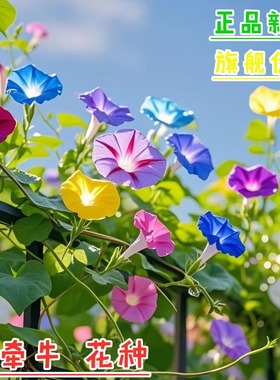 大牵牛花种子喇叭花大花朵爬藤花籽四季播种开花室内外懒人花种子