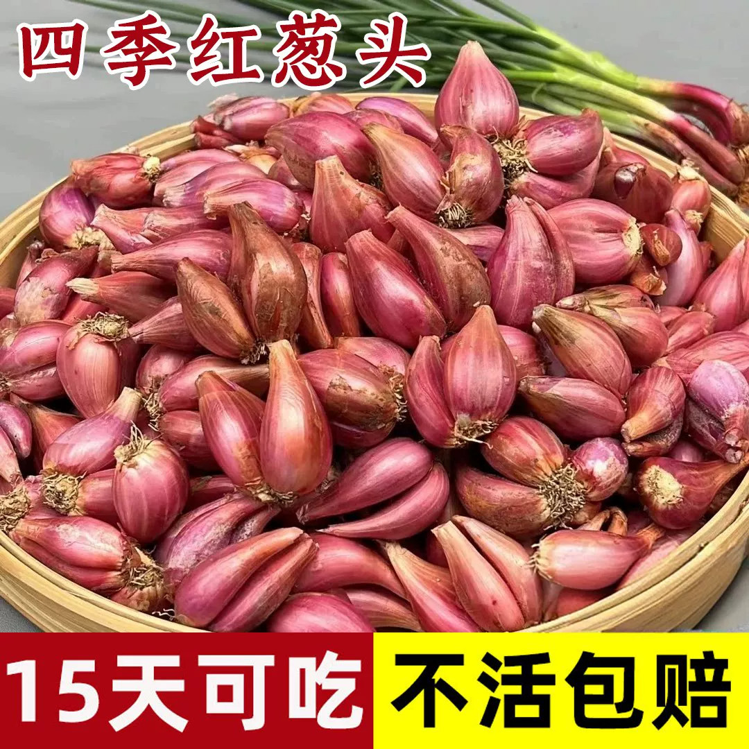 四季小香葱种头四川葱种葱种子种籽小葱葱头红葱本地火葱头种批发