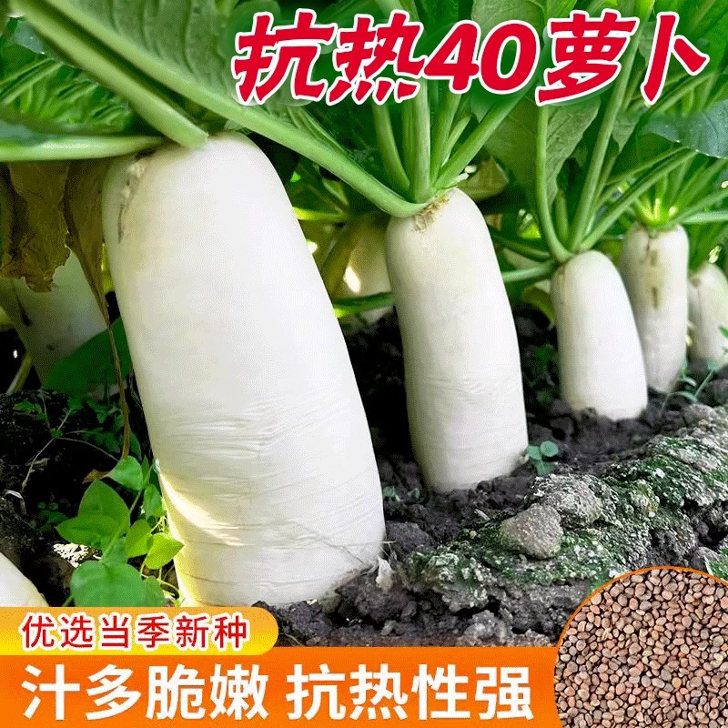 夏季耐热夏抗40度白玉萝卜种子樱桃凤梨水果萝卜种籽秋播蔬菜种子