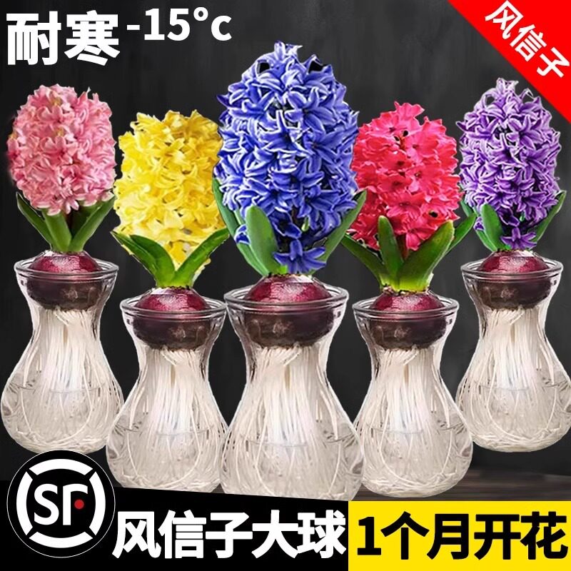 荷兰进口风信子种球水培套装带牙水养四季耐寒土培盆栽绿植种籽子