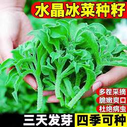 水晶冰菜种子营养高钙非洲冰草四季播种春秋冬季阳台盆栽蔬菜种子