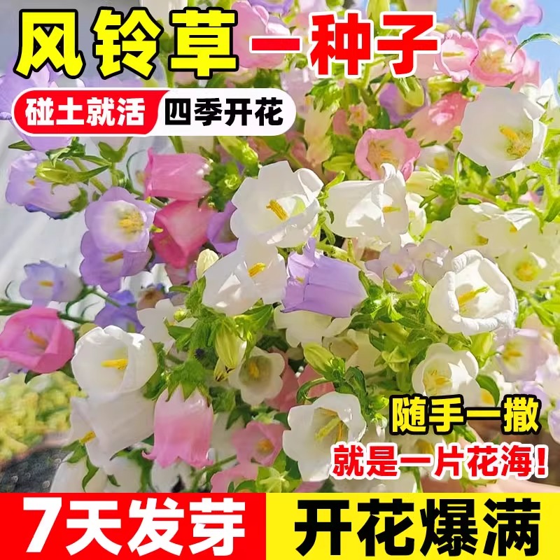 风铃草花种子四季播种开花杯状铃铛喇叭花种子室内阳台盆栽花种籽